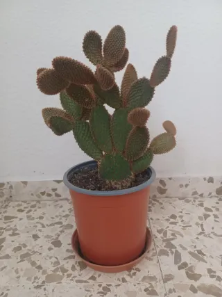 Cactus variados en maceta