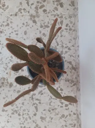 Cactus variados en maceta