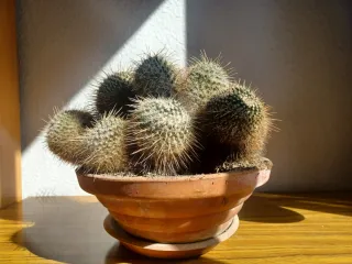 Cactus variados en maceta