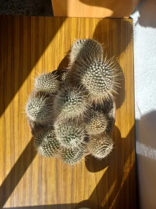 Cactus variados en maceta