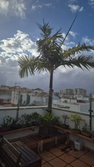 Palmera Cubana Adulta 10 Años +3m