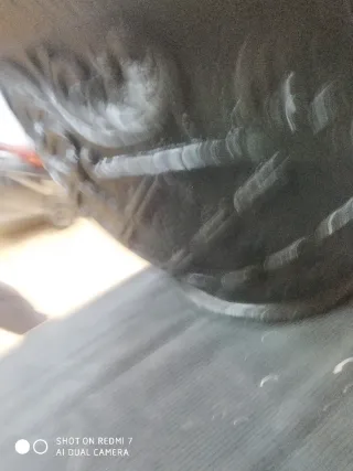 Maceta grande labrada negra