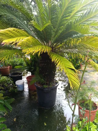 Planta Palmera Cica