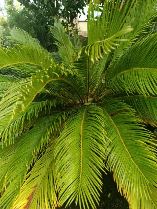 Planta Palmera Cica