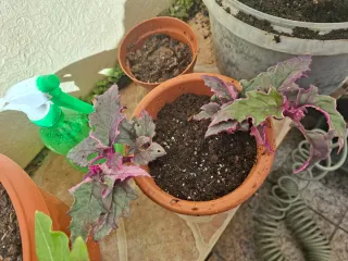 Ginura Morada Variegada