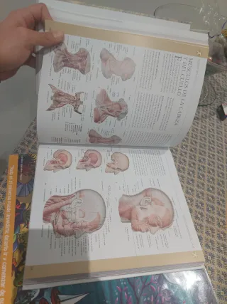 Atlas ilustrado de anatomía (Spanish Edition)