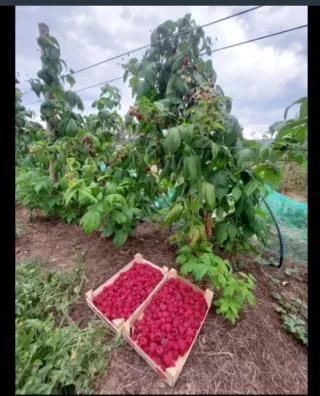 5 Plantas de Frambuesa