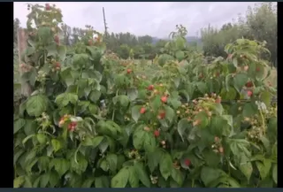 5 Plantas de Frambuesa