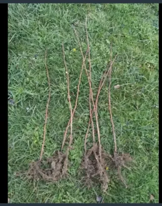 5 Plantas de Frambuesa