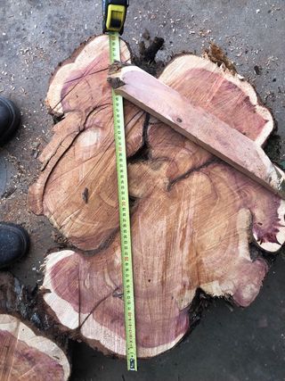 Rodajas de madera de sabina con veta púrpura