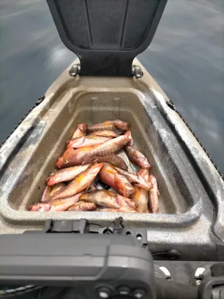 Kayak de pesca con cañeros y sonda