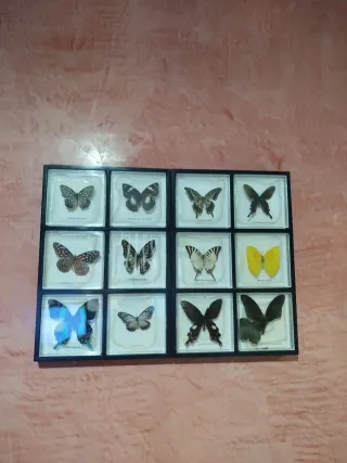 Cuadros de mariposas auténticas