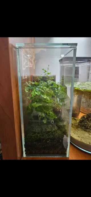 Cristales para mini terrario