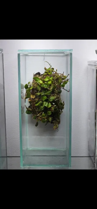 Cristales para mini terrario