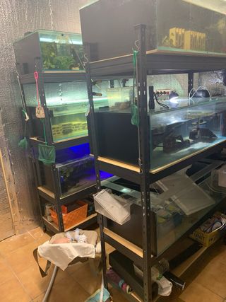 Acuarios para peces y reptiles