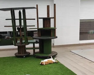 Recinti e gatificazioni per gatti e altri animali