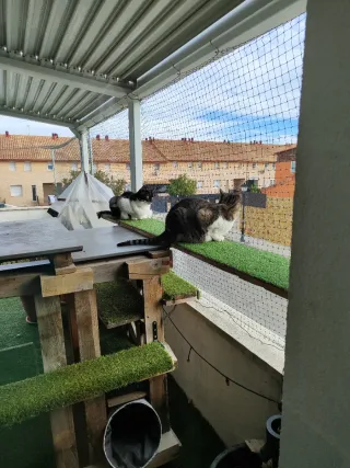 Recinti e gatificazioni per gatti e altri animali