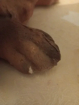 Figura perro resina marrón