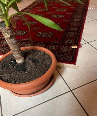 Tappeto persiano lana rosso