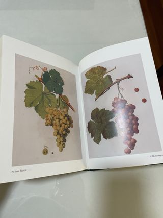 Ensayo sobre las Variedades de Vid en Andalucia