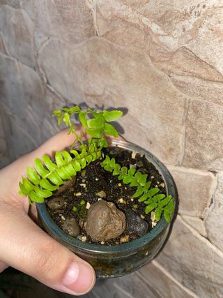 Piantine di: felce, hoya carnosa, senecio, ecc