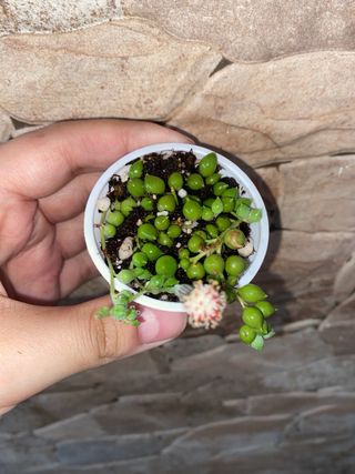 Piantine di: felce, hoya carnosa, senecio, ecc
