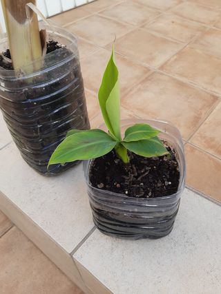 Plantón. Platanera Canaria