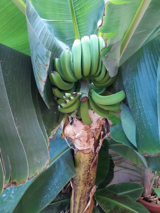 Plantón. Platanera Canaria