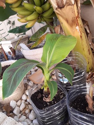 Plantón. Platanera Canaria