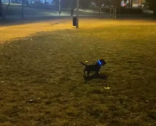 Collar LED para Perro Nailon