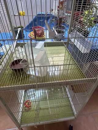 Pajarera verde y Blanca