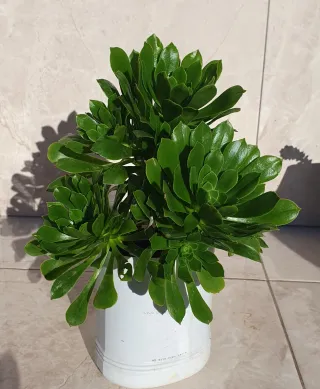 4 Macetas Plástico x 4€ cada unidad