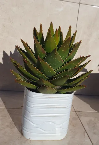 4 Macetas Plástico x 4€ cada unidad