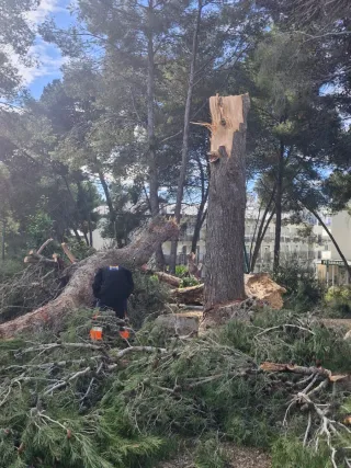 Leña y ramas de pino triturada