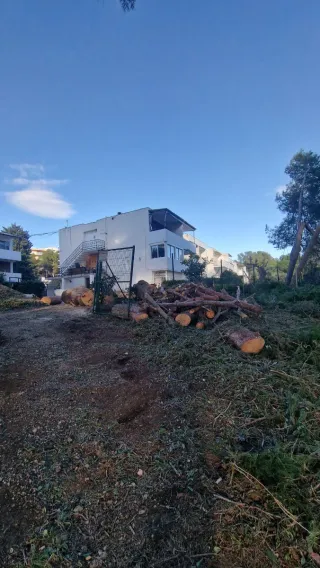 Leña y ramas de pino triturada