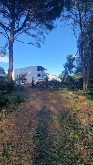 Leña y ramas de pino triturada