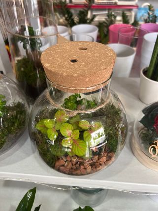 Terrario de cristal con plantas y luz