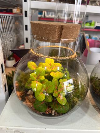 Terrario de cristal con plantas y luz