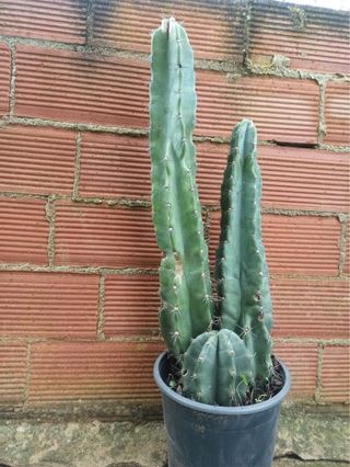 Cactus grande