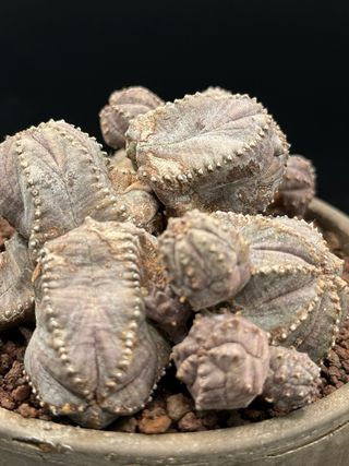 Euphorbia pseudoglobosa vaso 14