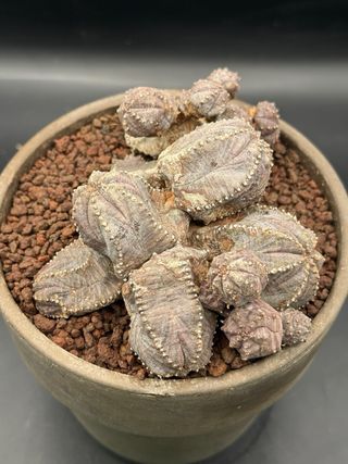 Euphorbia pseudoglobosa vaso 14