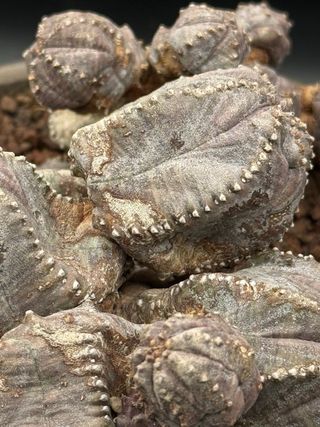Euphorbia pseudoglobosa vaso 14