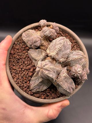 Euphorbia pseudoglobosa vaso 14