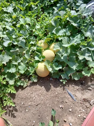 Terreno en venta ,semicentrico,475 metros ,