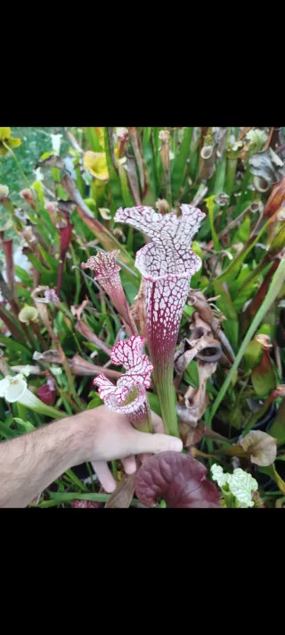 Sarracenia leucophylla planta carnívora