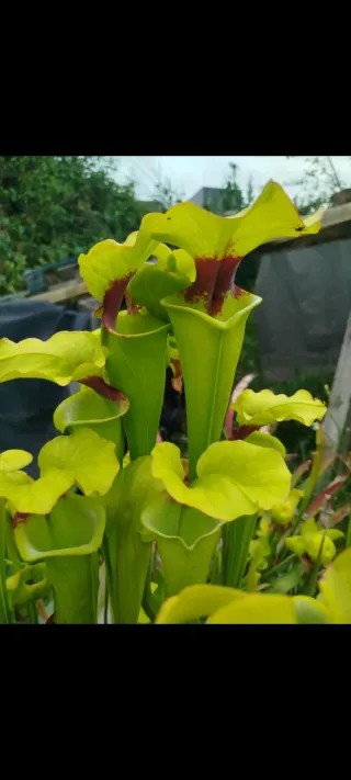 Sarracenia x Moorei Planta Carnívora