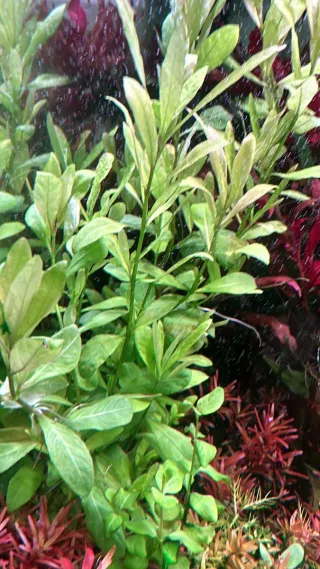 Lote 5 plantas acuario coloridas y variadas