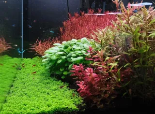 Lote 5 plantas acuario coloridas y variadas