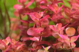 Lote 5 plantas acuario coloridas y variadas