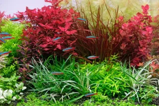Lote 5 plantas acuario coloridas y variadas